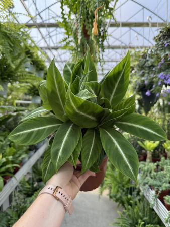 SPATHIPHYLLUM NEW P17