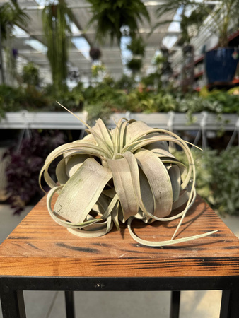 TILLANDSIA XEROGRAPHICA P12,5