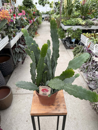 EPIPHYLLUM SARAH COURANT P15