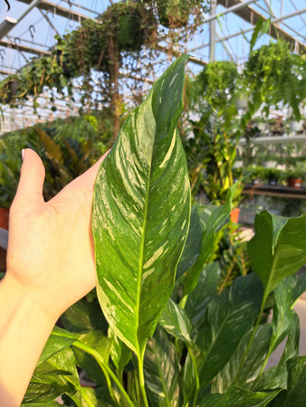 SPATHIPHYLLUM DIAMOND P17