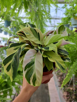 CALATHEA  FUSION YELLOW