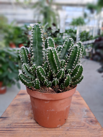 CEREUS PERUVIANUS FLORIDA P10