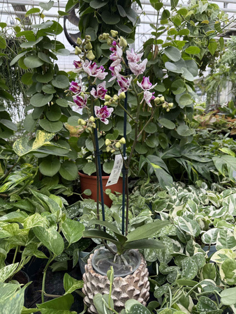 PHALENOPSIS LIMITED 49 P12