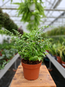 PAPROĆ ASPLENIUM PARVATI P12