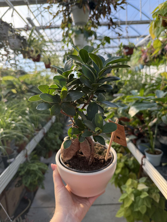 FICUS MICROCORPA GINSENG P16