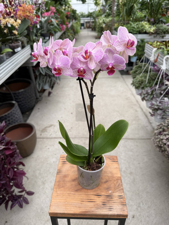 PHALENOPSIS LIMITED 02 P9