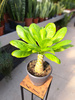 BRIGHAMIA INSIGNIS HAWAIIAN 21