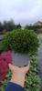 HEBE GREENGLOBE ZESTAW 6 SZTUK