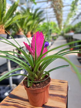 TILLANDSIA CYANEA JOSEE P9