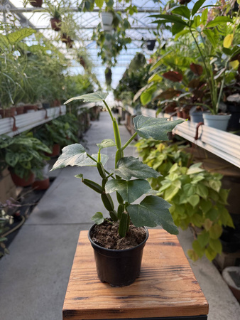 CISSUS QUADRANGULARIS P10