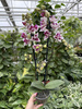 PHALENOPSIS LIMITED 49 P12
