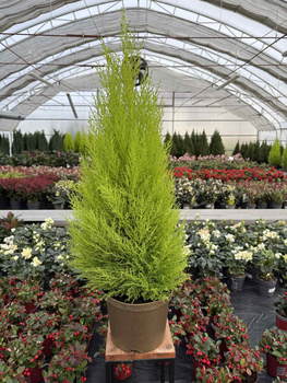 CYPRYSIK GOLDCREST WILMA P23