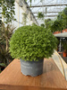 SELAGINELLA P10.5