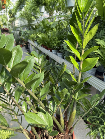 ZAMIOCULCAS ZAMIFOLIA P21