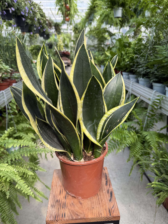 SANSEVIERIA BLACK GOLD P17