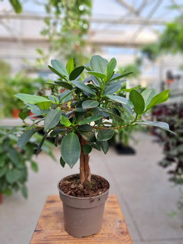 FICUS MICROCORPA  MAYA P12