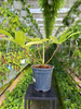 PHILODENDRON FLORIDA GHOST P19