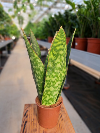 SANSEVERIA JAMAIQUINA QUEE P12