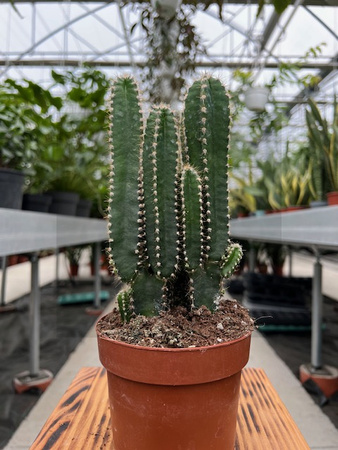 CEREUS PER. FLORIDA P12