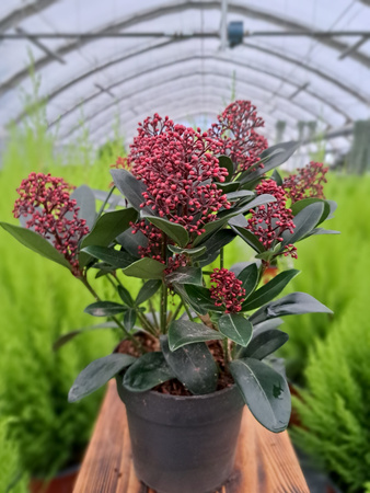 SKIMMIA RUBELLA P13