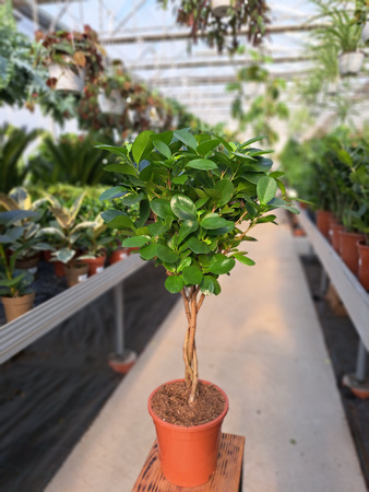 FICUS MICROCORPA MOCLAME P17
