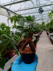 FICUS GINSENG P6