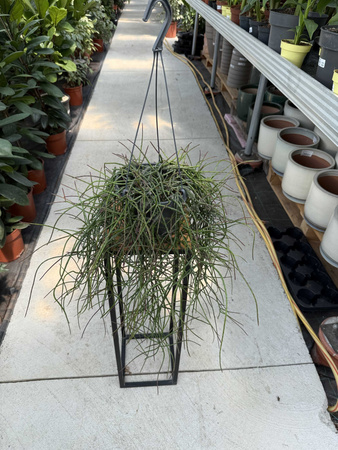 RHIPSALIS FLOCCOSA P17