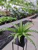 PAPROĆ ASPLENIUM OSAKA P17