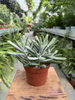 COTYLEDON OCTOPUS P12