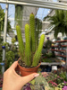 CACTUS CLEISTOCACTUS P9