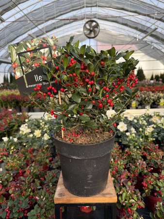 OSTROKRZEW KOLCZASTY  BLUE MAID P24