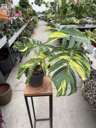 EPIPREMNUM PINATUM CINTHO GOLDFINGER P17