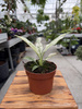 SPATHIPHYLLUM SENSATION VARIEGATA P10,5