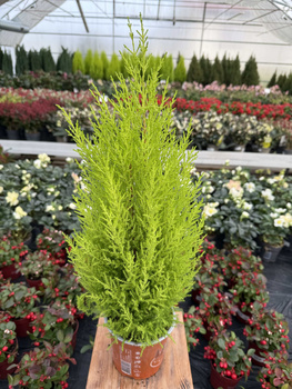 CYPRYSIK GOLDCREST WILMA 70 P14