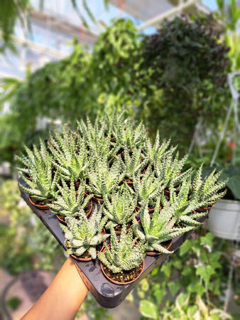 ALOE HUMILIS P5,5