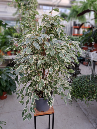 FICUS BENJAMINA TWILIGHT P21