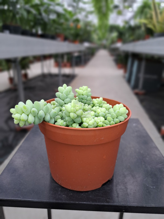SEDUM BURRITO P12