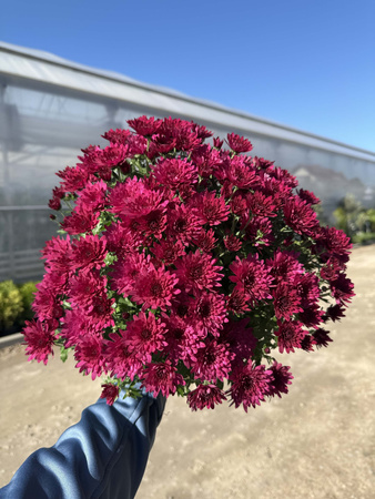 CHRYZANTEMA DROBNOKWIATOWA CIEMNORÓŻOWA