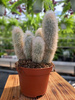 CACTUS AUSTROCEPHALOCE P10