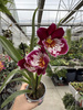 MILTONIOPSIS MIX P9