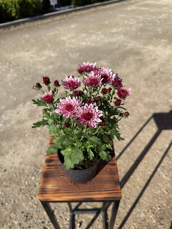 CHRYZANTEMA DROBNOKIATOWA RÓŻOWA MINI P11