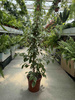FICUS BENJAMININA GOLDEN KING P21