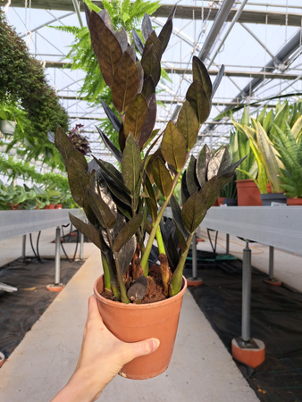 ZAMIOCULCAS RAVEN P14