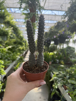 OPUNTIA DIADEMATA P8