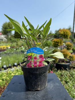 JEŻÓWKA 'PASO DOBLE FUCHSIA' P13