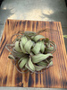 TILLANDSIA STREPTOPHYLLA P8