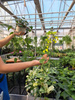 MONSTERA SILTEPECANA DŁUGI ZWIS P16