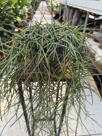 RHIPSALIS FLOCCOSA P17