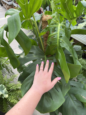 MONSTERA DELICIOSA NA PALU P24
