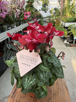 CYCLAMEN CZERWONY P10